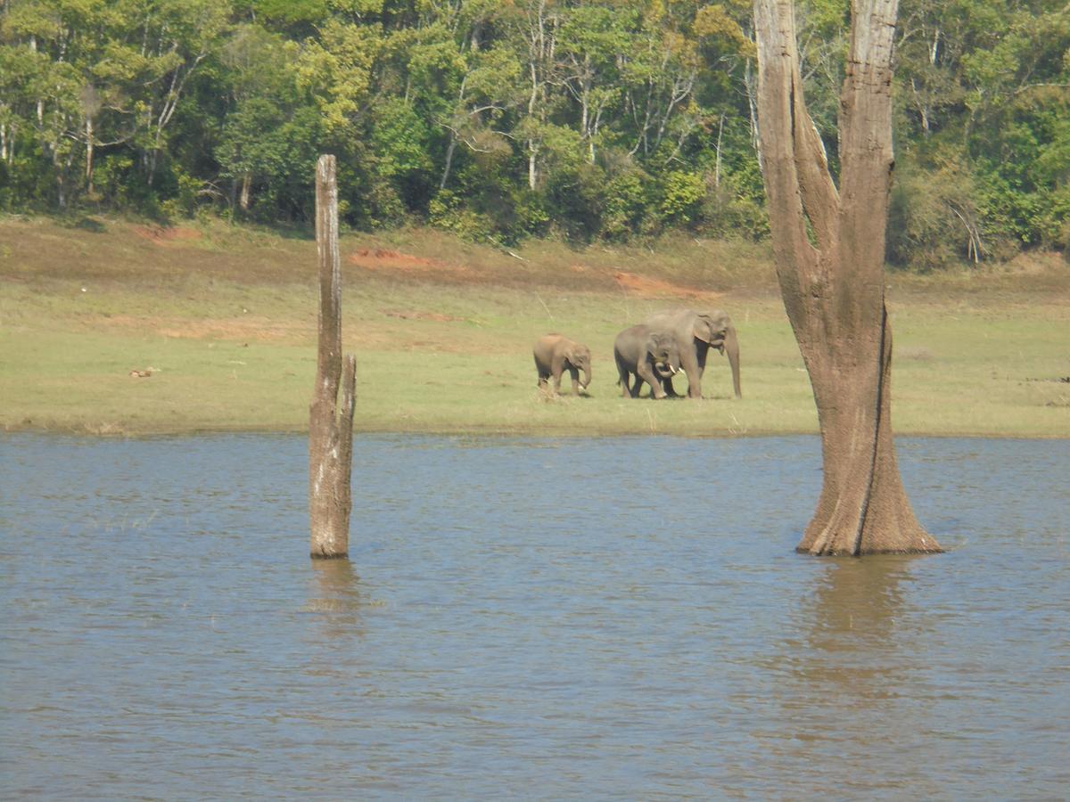 Periyar Homestay *